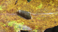 Thiaridae