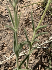 Rotheca louwalbertsii