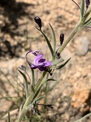 Rotheca louwalbertsii