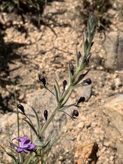 Rotheca louwalbertsii