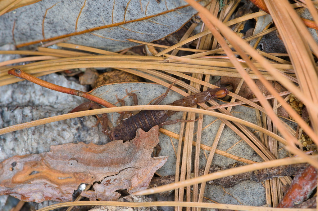 Vaejovis deboerae