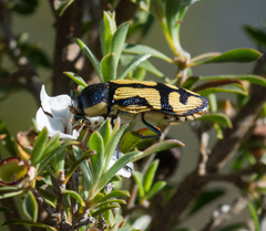 Castiarina adelaidae