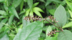 Achyranthes bidentata