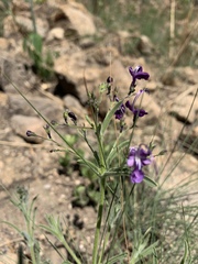 Rotheca louwalbertsii