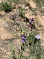 Rotheca louwalbertsii
