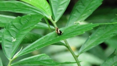 Choreutis basalis