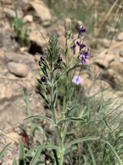 Rotheca louwalbertsii