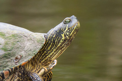 Texas Cooter photo 5
