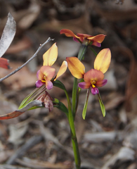 Diuris longifolia