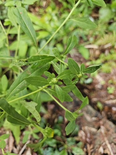 Carpesium divaricatum iNat (3)