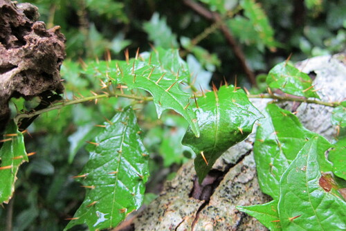 Solanum gundlachii