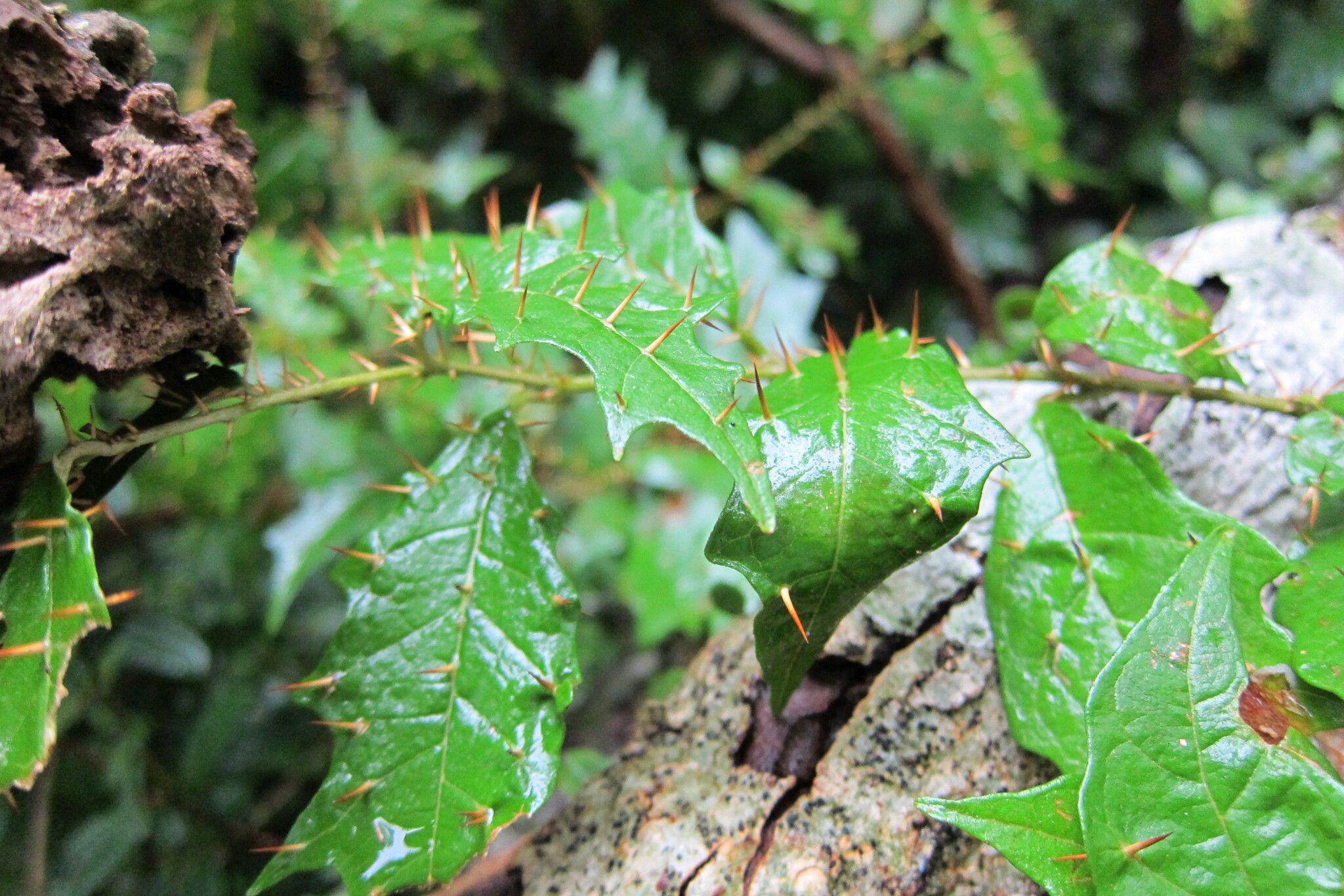 Solanum gundlachii