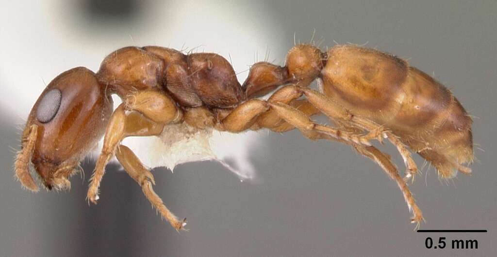 Myrcidris