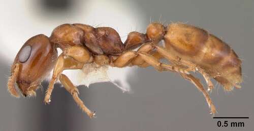 香叶蚁属Myrcidris