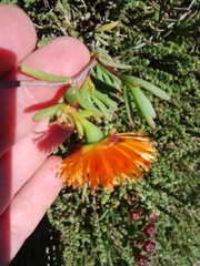 Lampranthus glaucoides