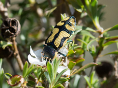 Castiarina adelaidae
