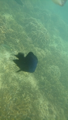 Pomacentrinae