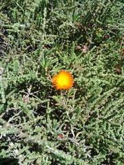 Lampranthus glaucoides