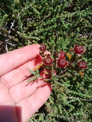Lampranthus glaucoides