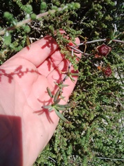 Lampranthus glaucoides