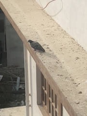 Columba livia domestica