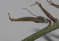 Indigofera sp-aff-platypoda