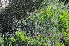 Indigofera sp-aff-platypoda