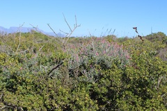 Indigofera sp-aff-platypoda