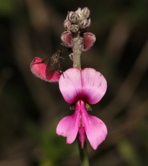 Indigofera sp-aff-platypoda