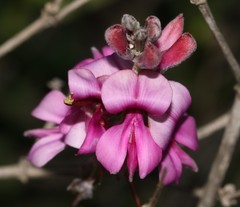 Indigofera sp-aff-platypoda