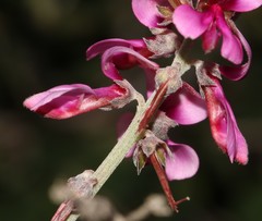 Indigofera sp-aff-platypoda