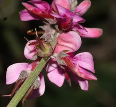Indigofera sp-aff-platypoda