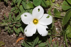 Oxalis hirta hirta