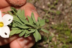 Oxalis hirta hirta