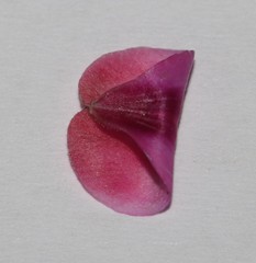 Indigofera sp-aff-platypoda