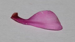 Indigofera sp-aff-platypoda