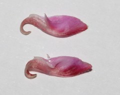 Indigofera sp-aff-platypoda