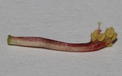 Indigofera sp-aff-platypoda