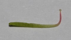 Indigofera sp-aff-platypoda