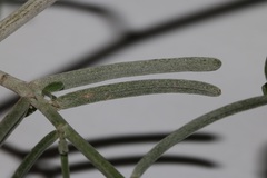 Indigofera sp-aff-platypoda