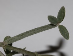 Indigofera sp-aff-platypoda