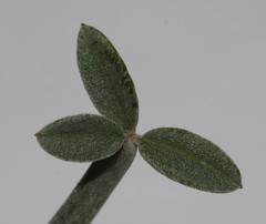 Indigofera sp-aff-platypoda