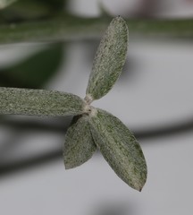 Indigofera sp-aff-platypoda