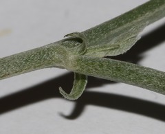 Indigofera sp-aff-platypoda