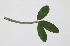 Indigofera sp-aff-platypoda
