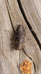 Chrysobothris octocola