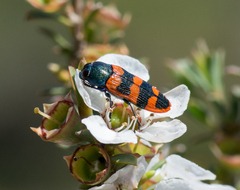 Castiarina crenata
