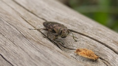 Chrysobothris octocola