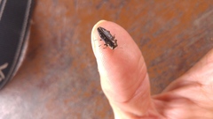 Chrysobothris octocola