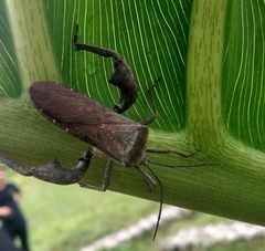 Anoplocnemis phasianus